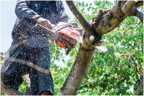 tree services Belle Meade